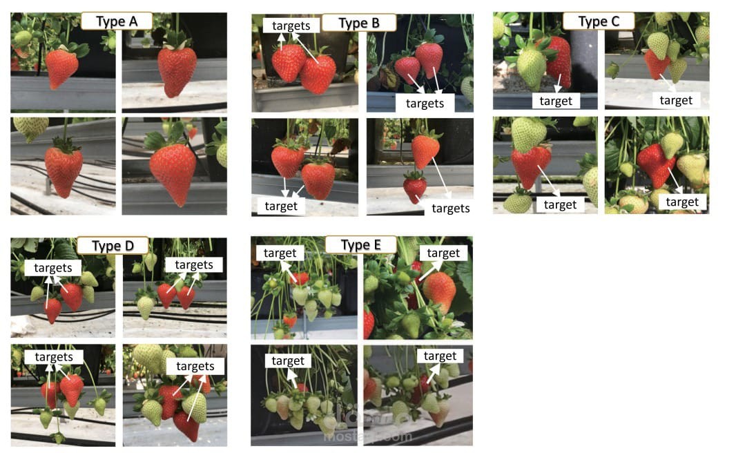 Automated Strawberry Picking Robot