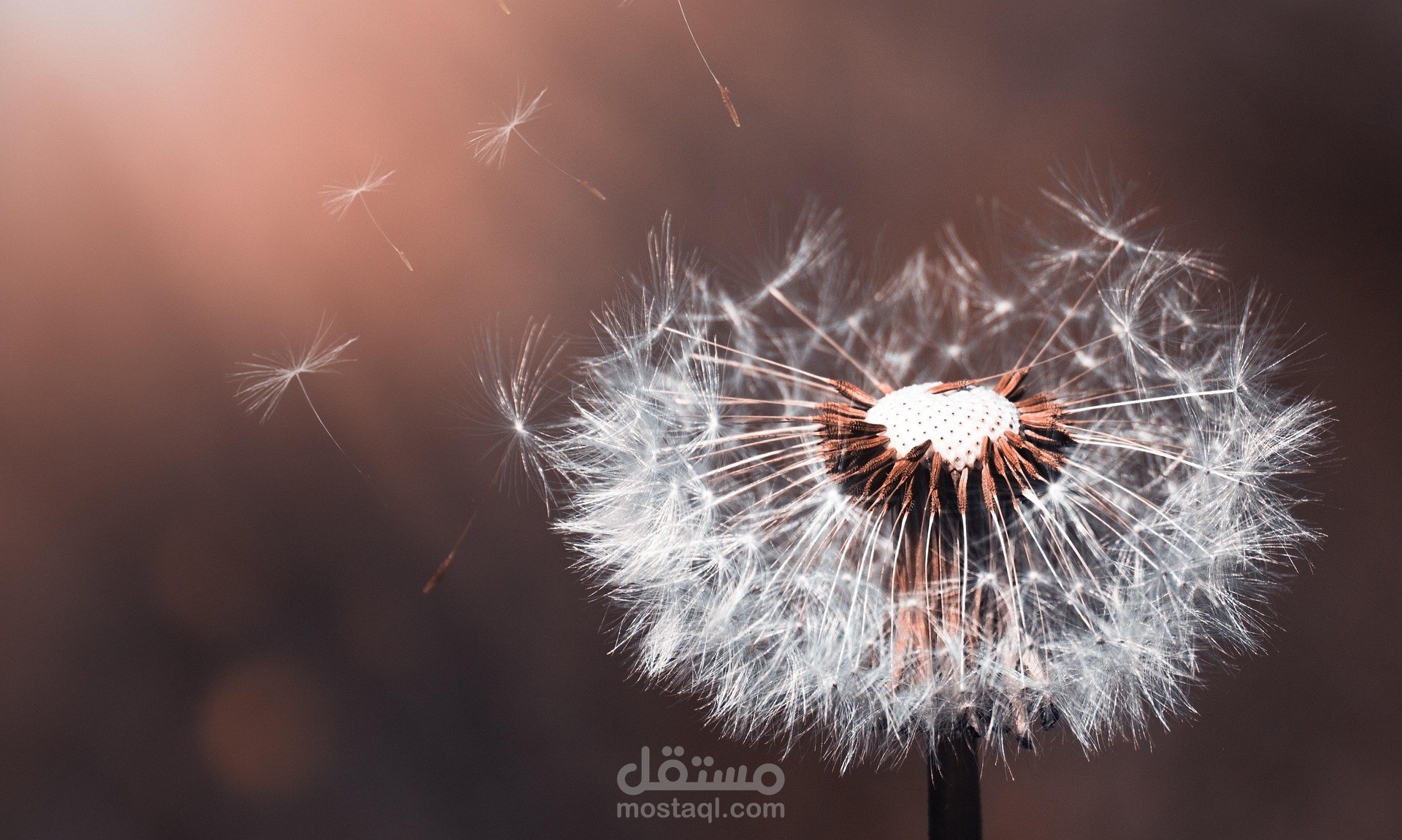 ترجمة WildFlower