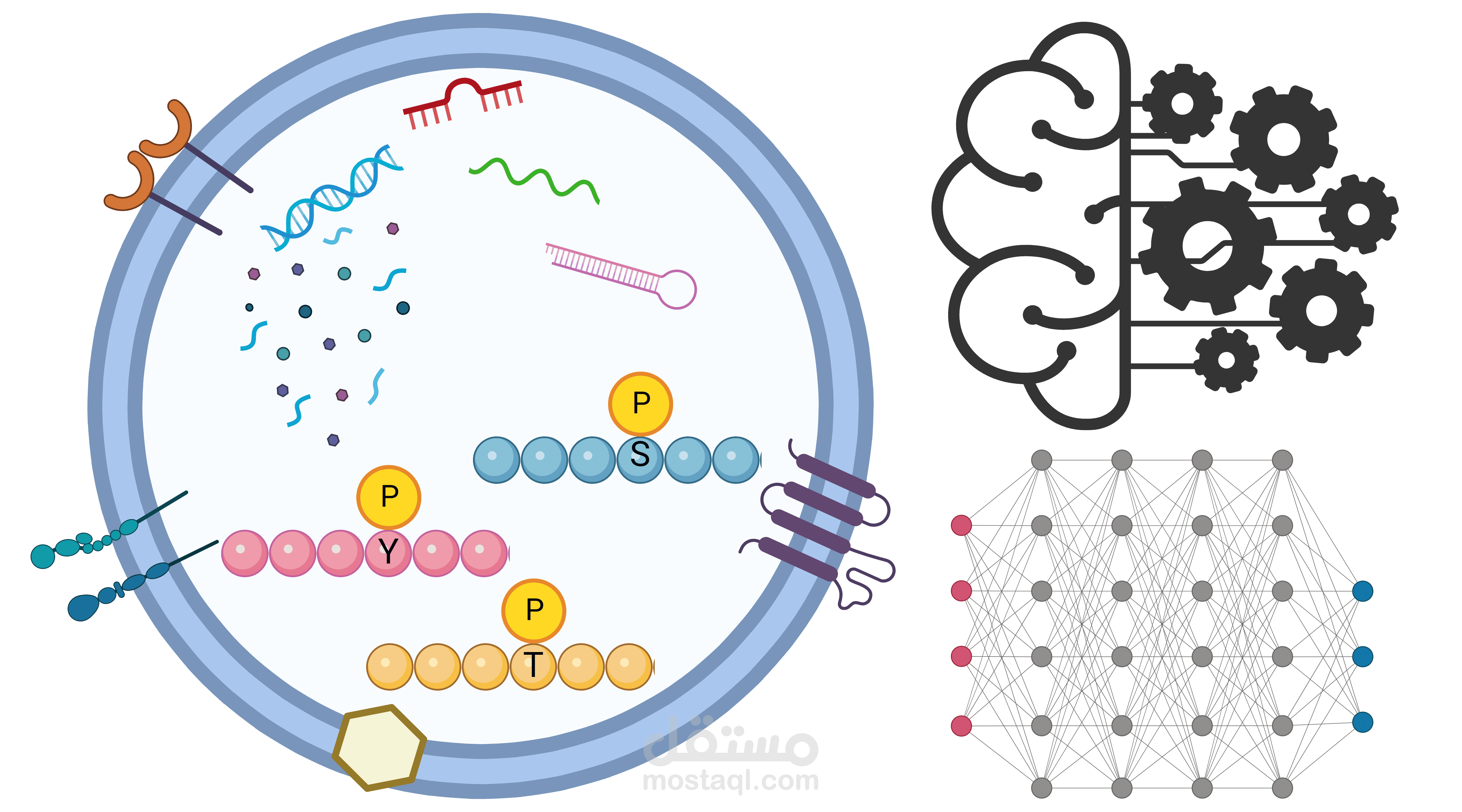 Gene Expression Analysis