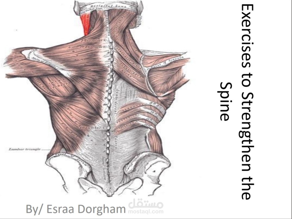 Exercises to strengthen the spine