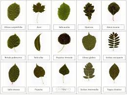 Leafwise Mulberry Classification