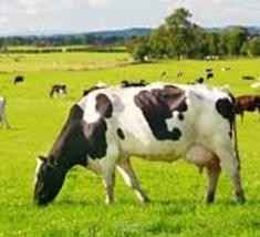 انشاء موديل للتعرف علي نوع امراض الحيوانات بالصور باستخدام الذكاء الاصطناعي