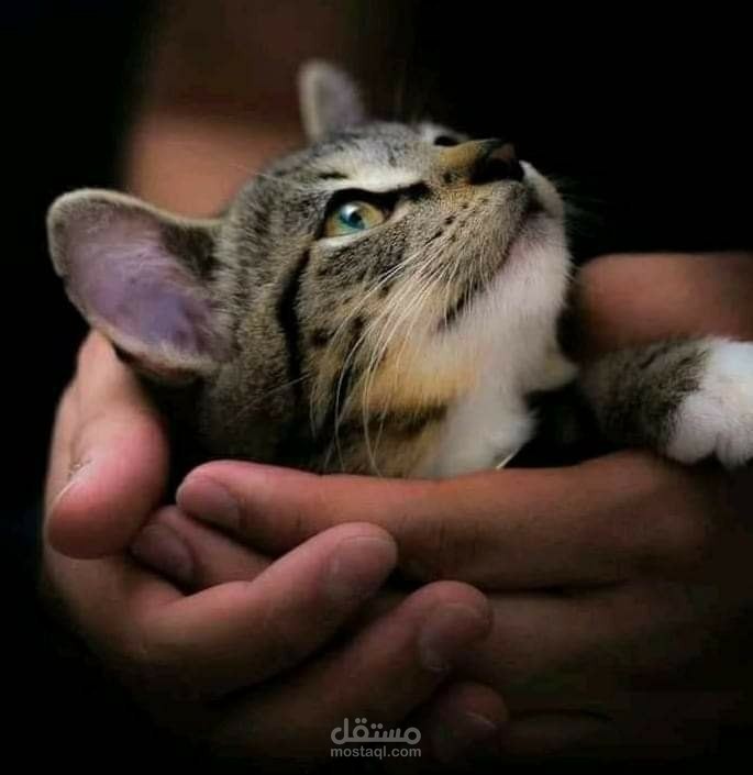 كتابة وصناعة المحتوى