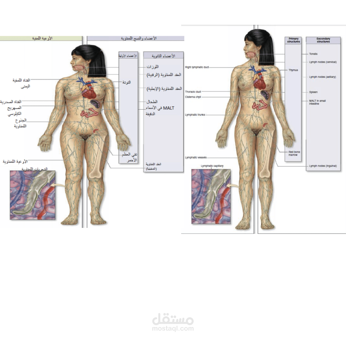 ترجمة مشروع تخرج لطلاب السنة الأخيرة في كلية الطب