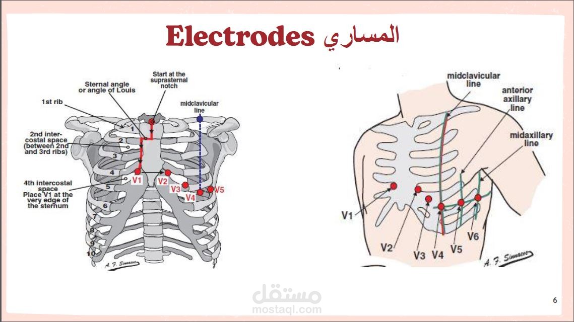 كورس تخطيط قلب كهربائي + كورس مكثف في مادة الداخلية القلبية