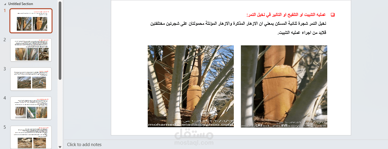 عمل بور بوينت في عمليه التنبيت او التلقيح في النخيل شغل وزاره الزراعة دبي