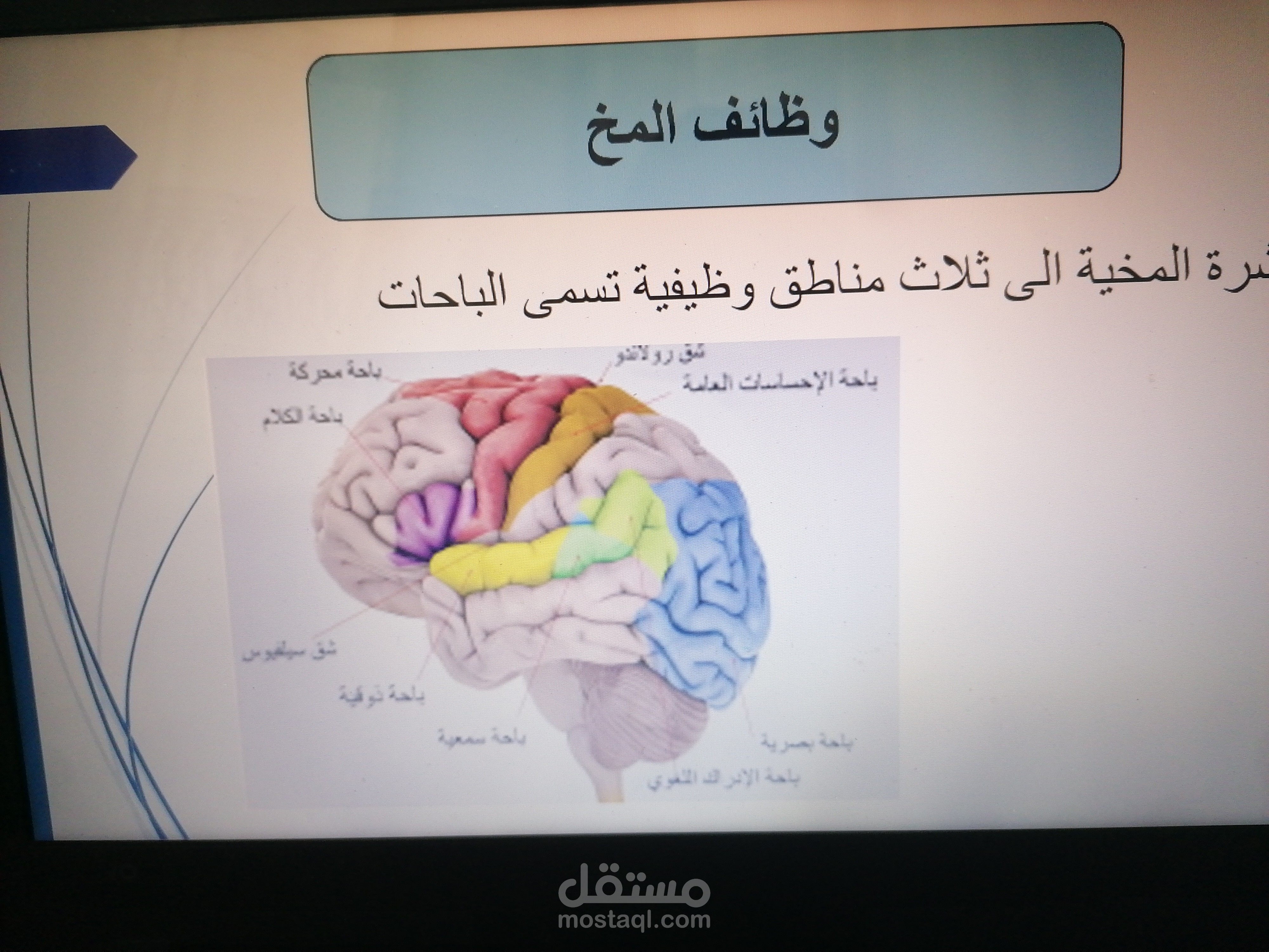 وظائف الجهاز العصبي المركزي لدى الانسان