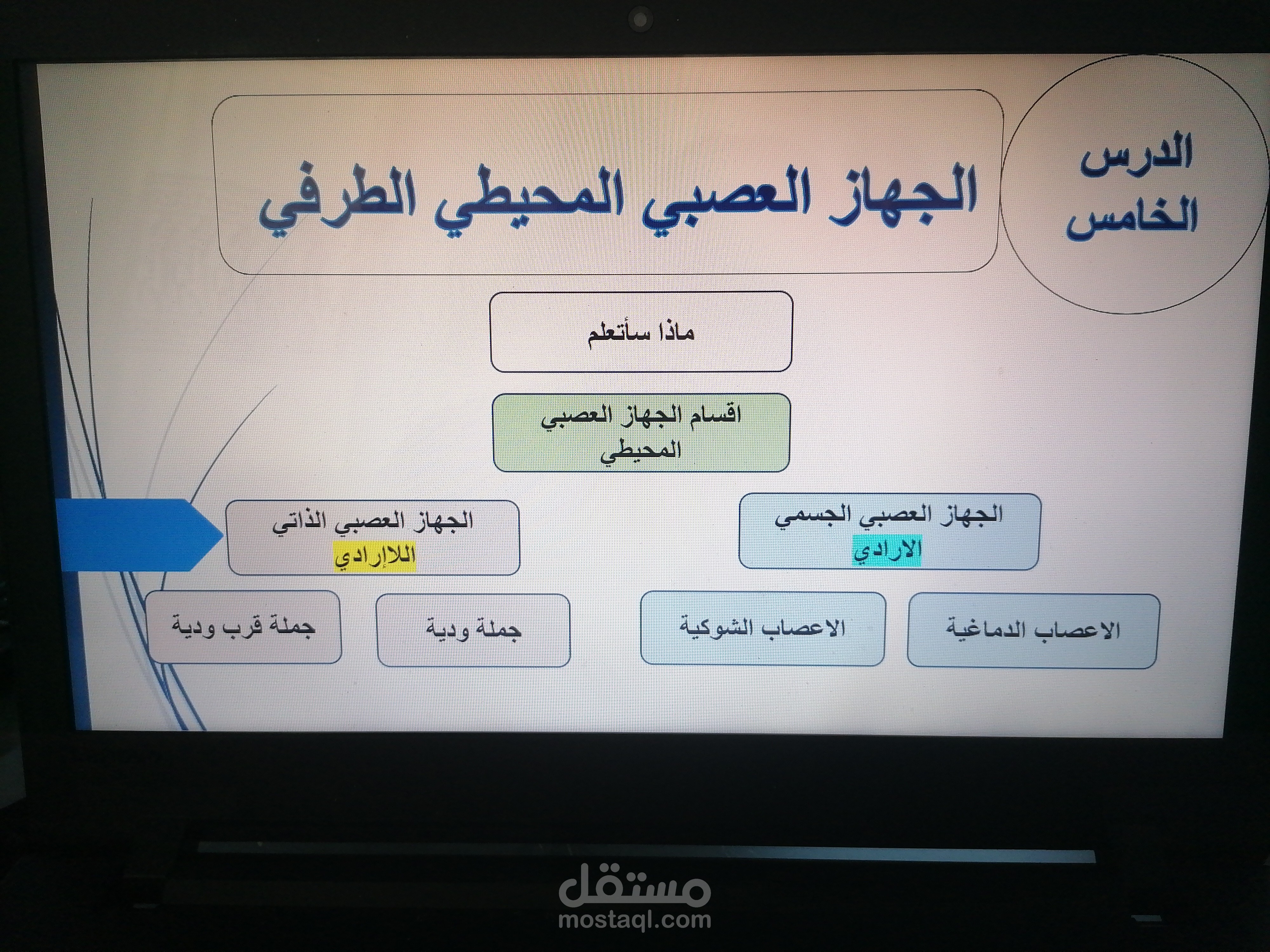 الجهاز العصبي المحيطي لدى الانسان