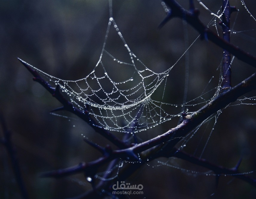 الإنترنت المظلم (the dark web) ارض الخدمات المخفية