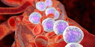 Leukemia Detection Website