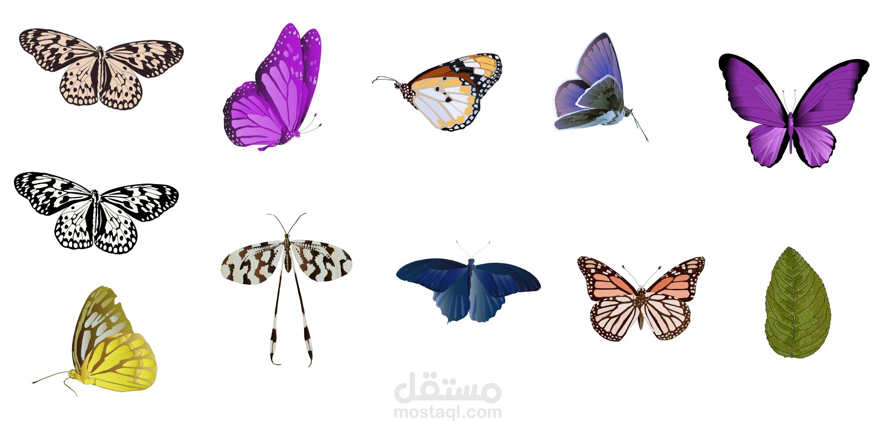 رسم توضيحي للفراشات