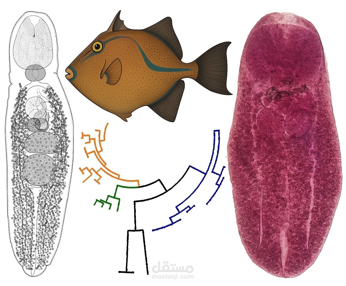 دراسة تصنيفية معمقة -باللغة الانجليزيةالرصينة- تتناول جنسي الديدان الطفيلية  Sphincteristomum  و  Lobatotrema.