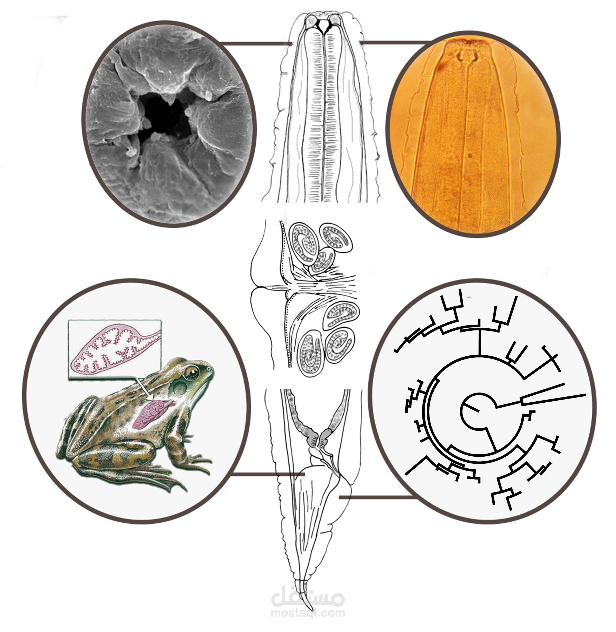 دراسة تصنيفية جزيئية ومورفولوجية باللغة الانجليزية الرصينة تركز على جنس الديدان الطفيلية الخيطية  Rhabdias  في منطقة شمال إفريقيا.