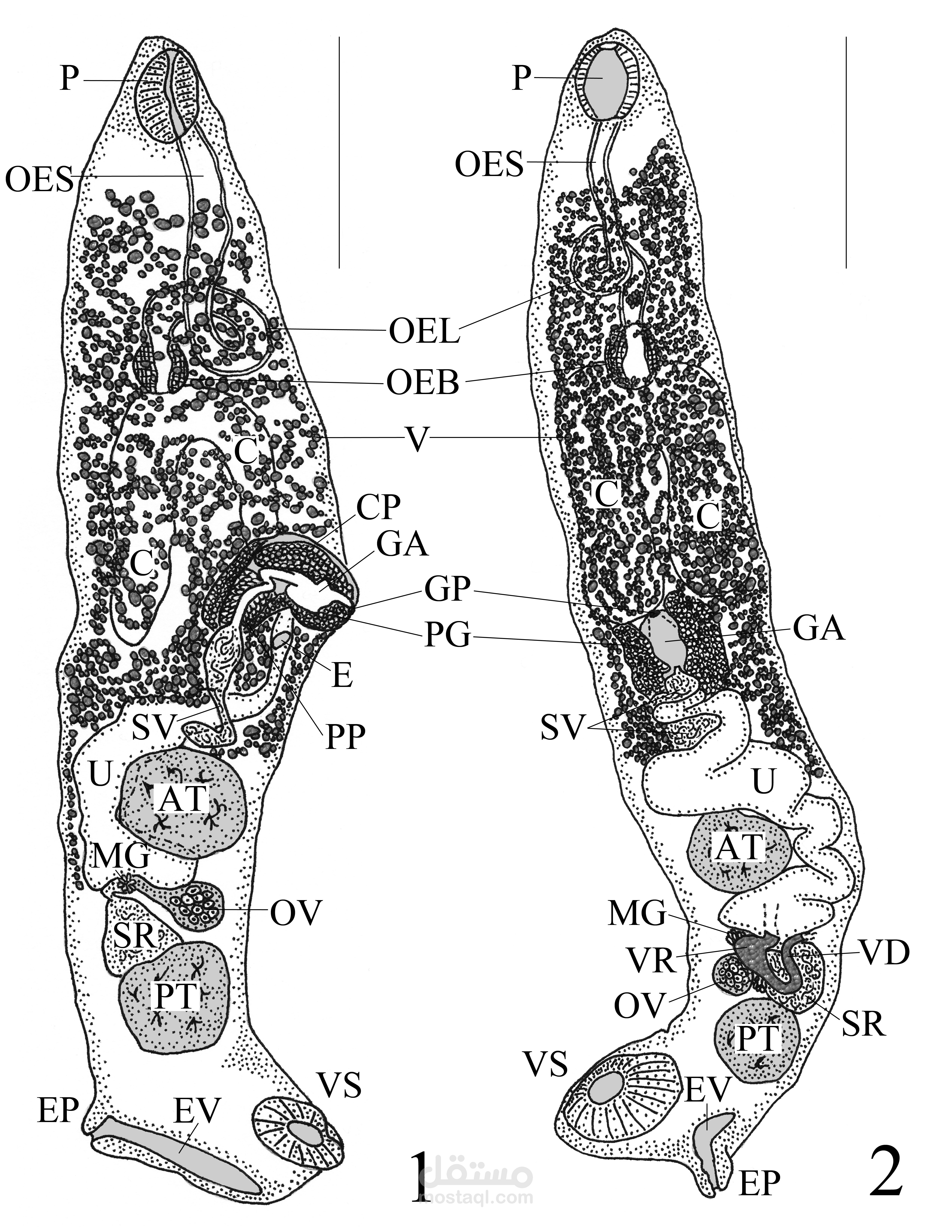 دراسة تصنيفية وفيزيولوجية جزيئية متعمقة -باللغة الانجليزيةالرصينة- تتركز حول طفيل  Flagellotrema   convolutum  وتصنيف فصيلة  Gyliauchenidae .