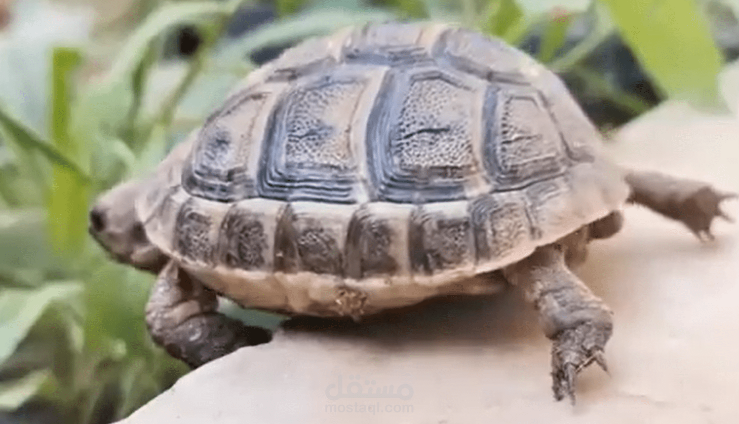 برومو قناة يوتيوب