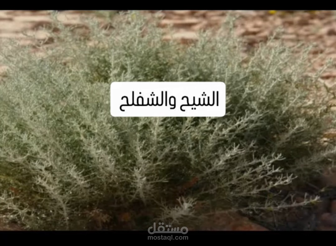 عشبة الشيح أو البعيثران أو الشويلاء قاتل السرطان