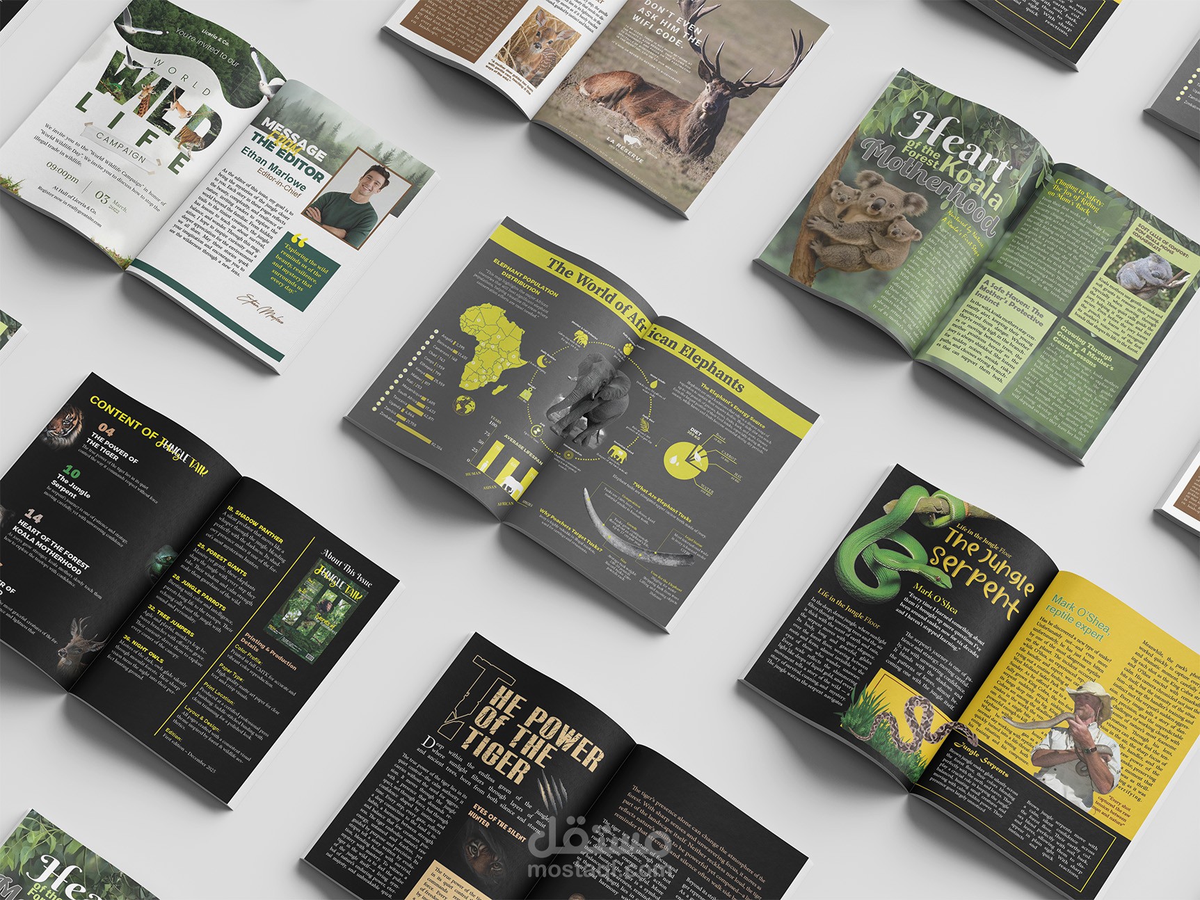 تصميم مجله ترفيهيه عن الحيوانات البريه