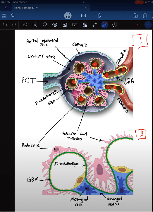 Kidney Pathology Lectures