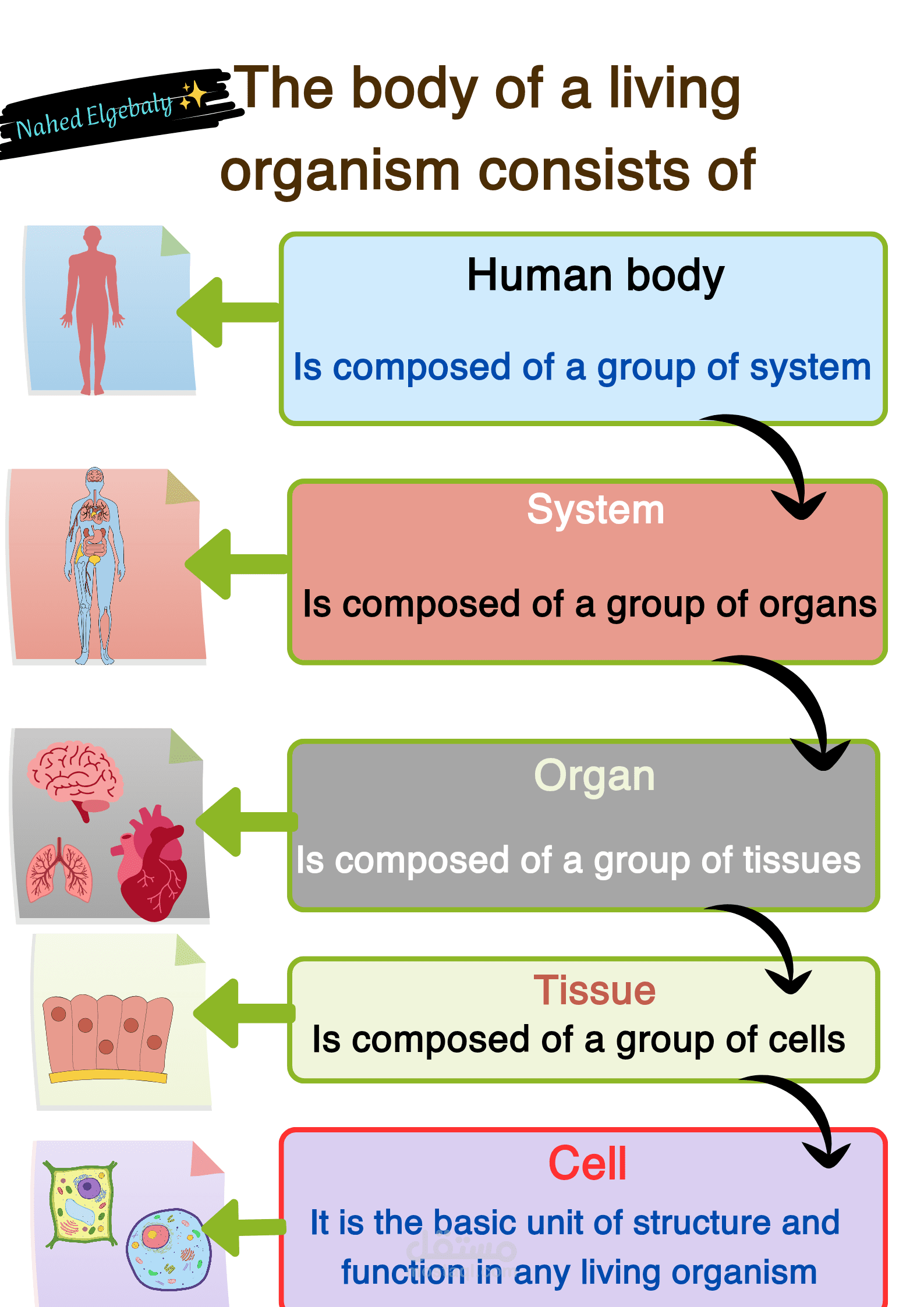 تصميم صورة من منهج Science