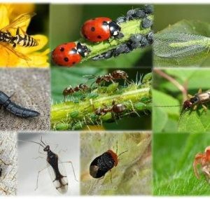 Flavonoids and Insect Interactions: Phagostimulant and Phagodeterrent Roles