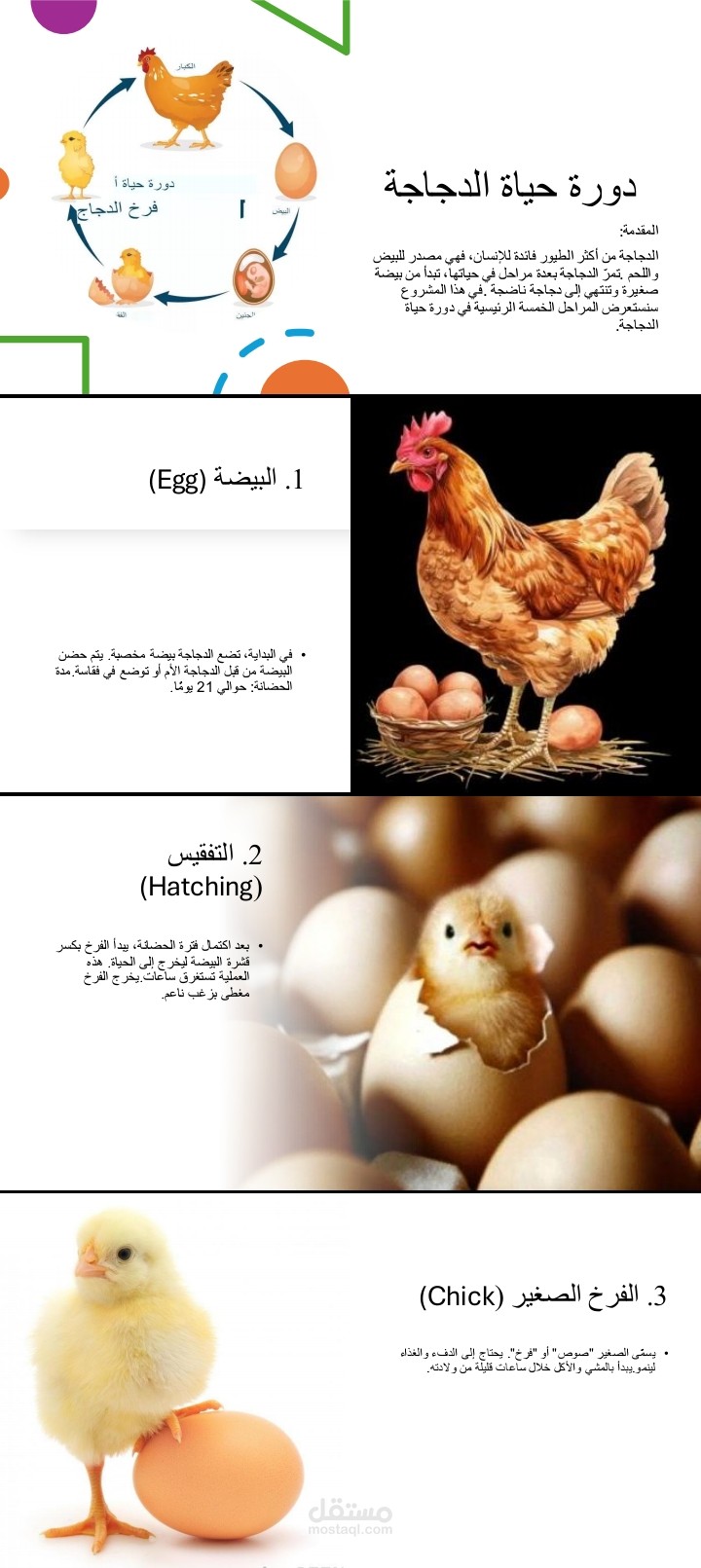 مشروع بور بوينت بعنوان (دورة حياة الدجاجة)