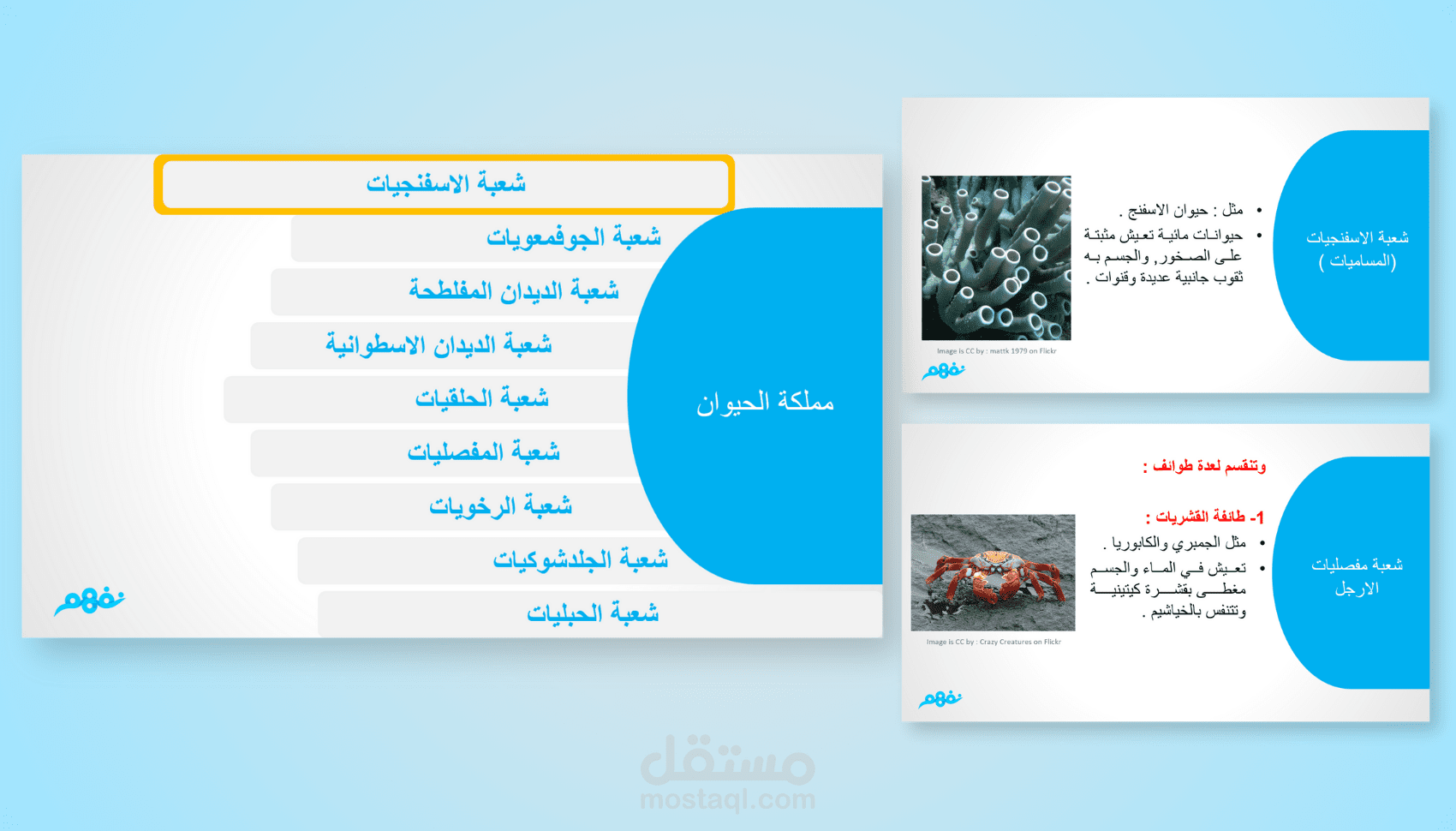 تصميم عرض تعليمي منظم (PowerPoint)