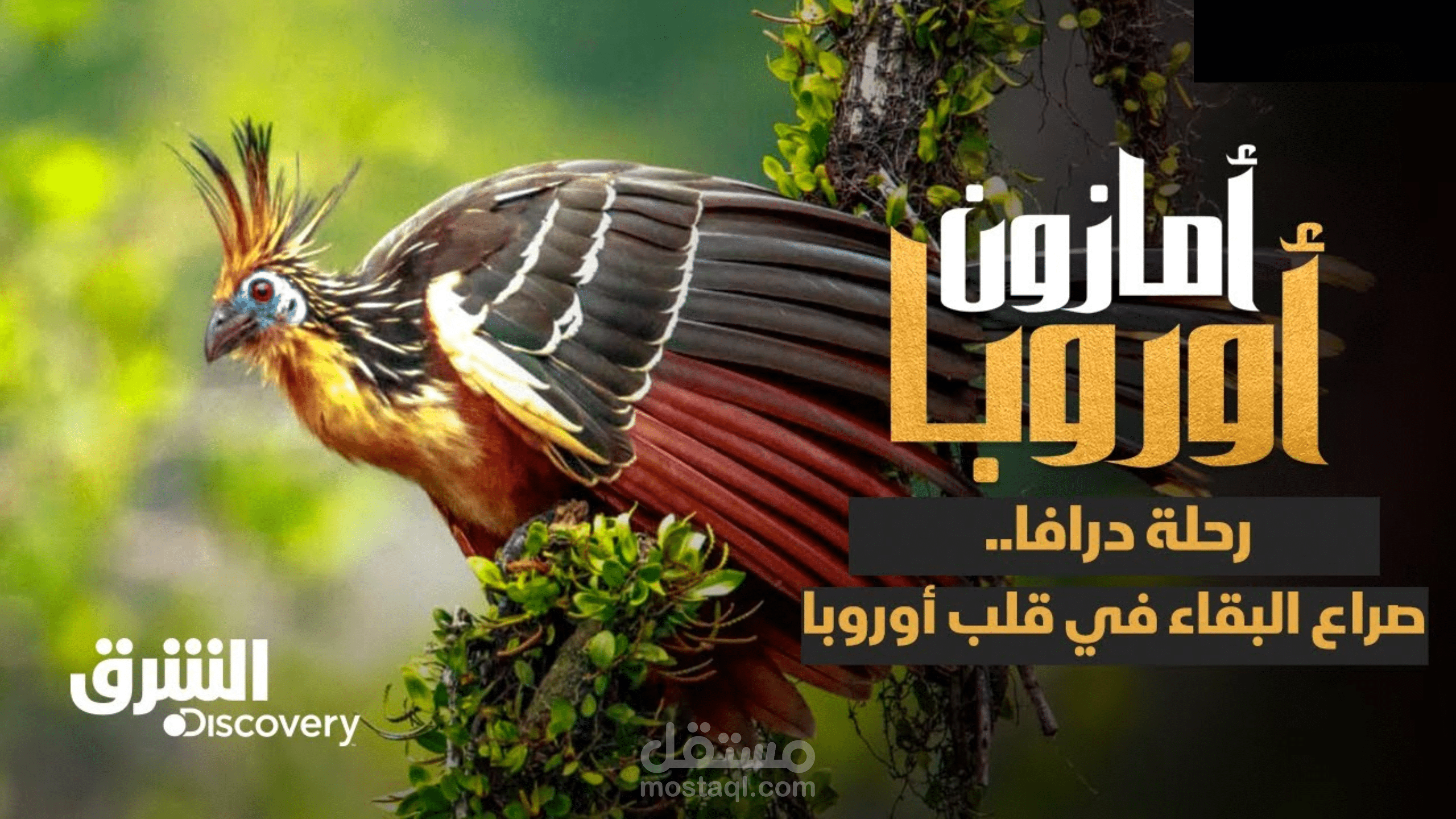 تصميم جرفيك