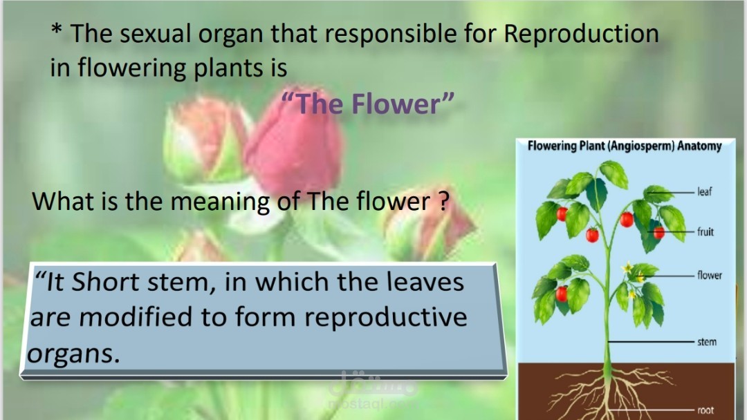power point reproduction in plants