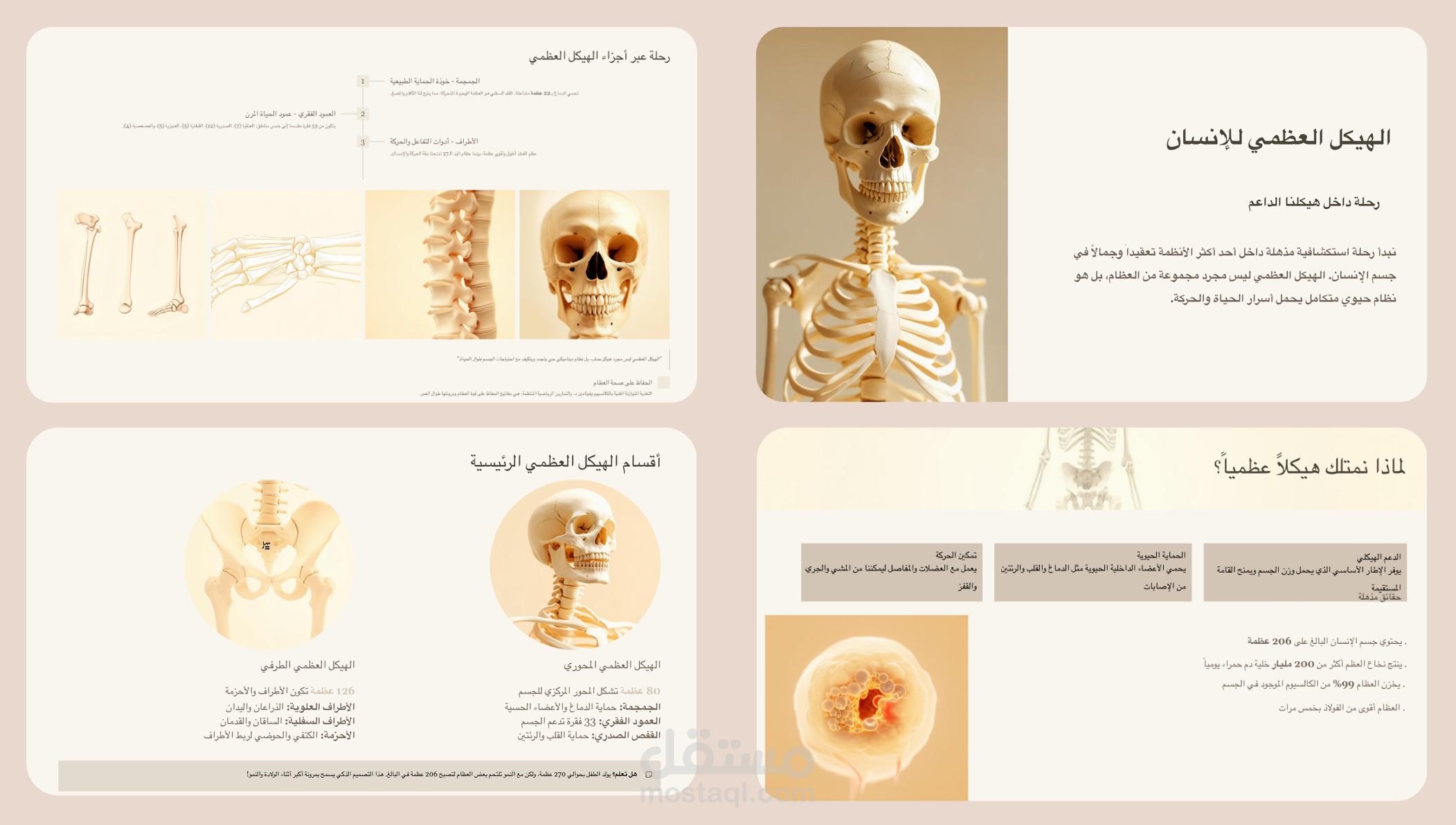 الهيكل العظمي للإنسان: رحلة في أعماق الدعامات الحيوية