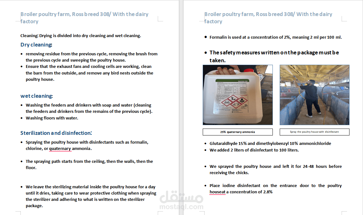 Broiler poultry farm, Ross breed 308/ With the dairy factory