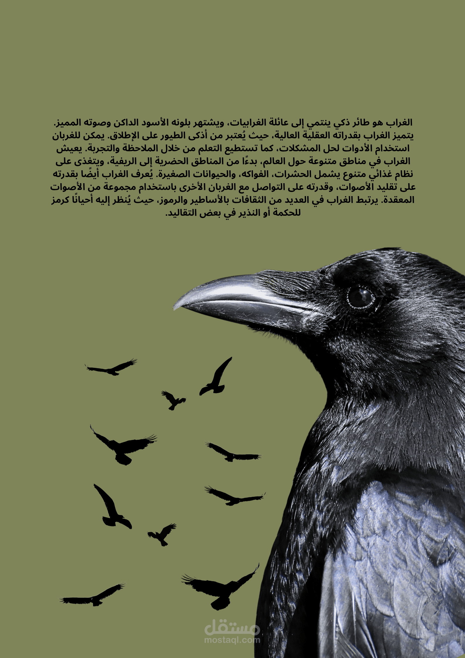 الغراب… ذكاء في رداء أسود"رمز الذكاء والحدس… أكثر من مجرد صوت على غصن"
