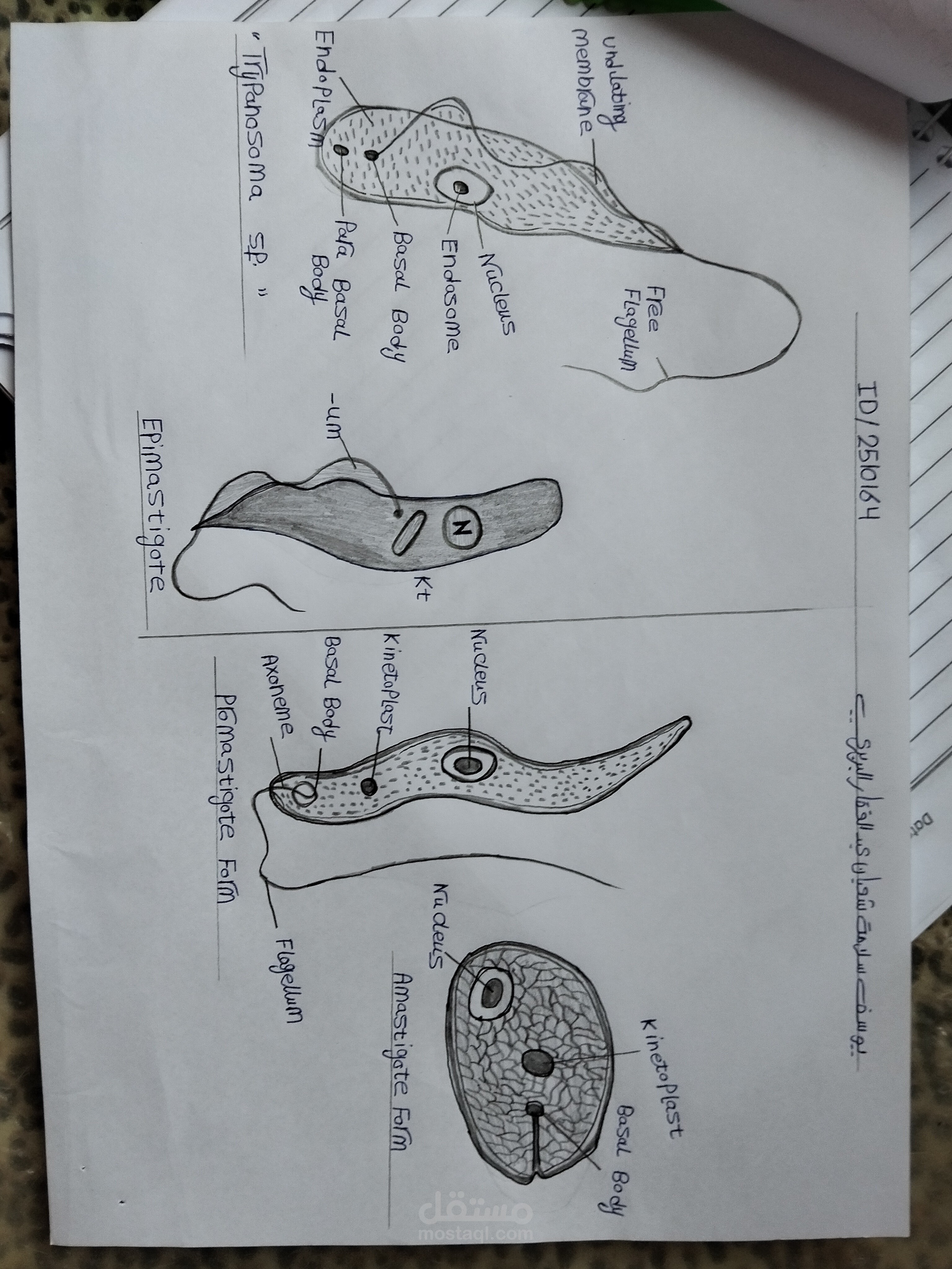 "الأشكال التطورية المورفولوجية لطفيليات التريبانوسوما (Trypanosoma sp.)"