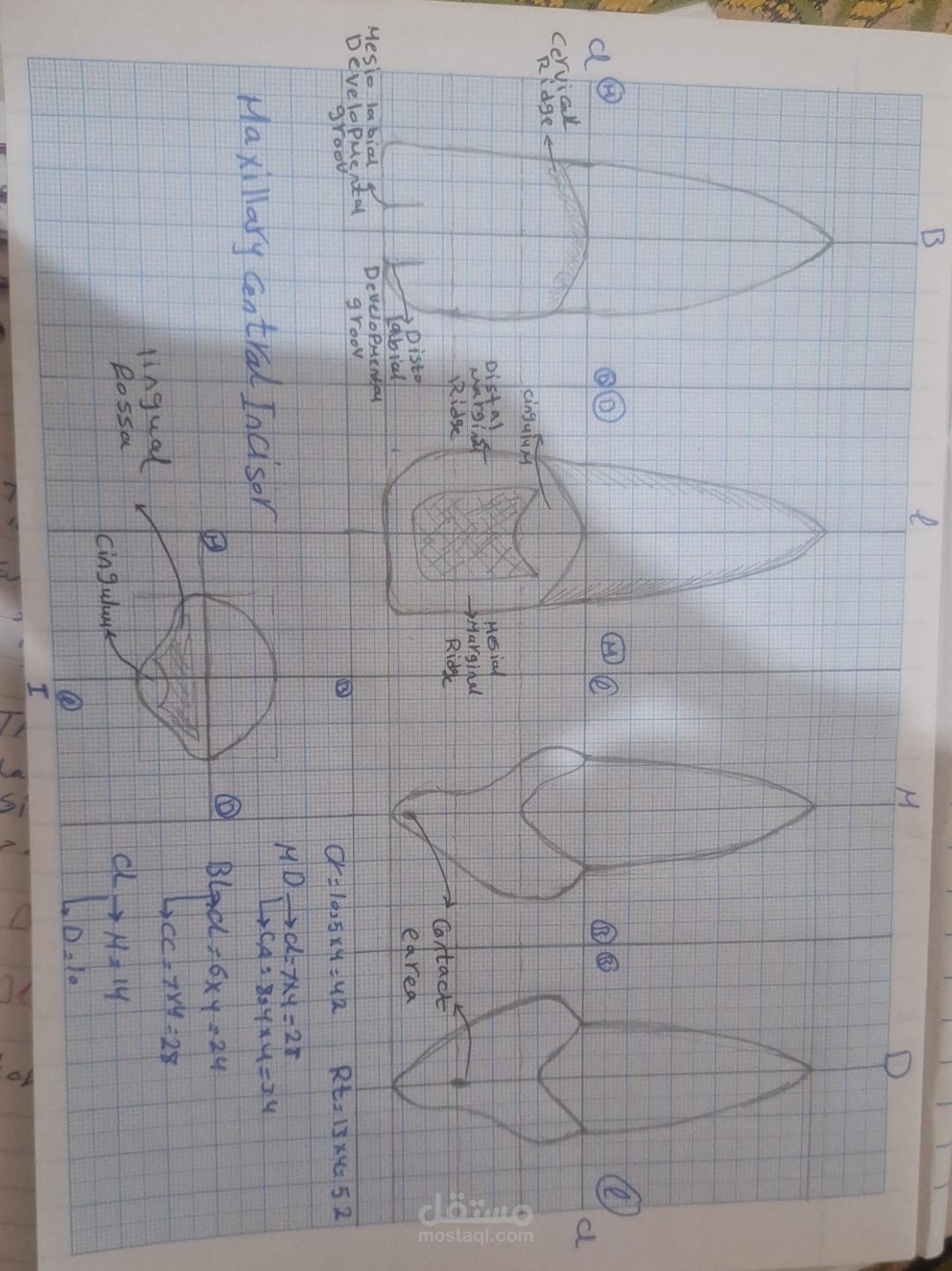 "التحليل التشريحي التفصيلي للقاطع المركزي العلوي الدائم (Maxillary Central Incisor) بأبعاد قياسية"