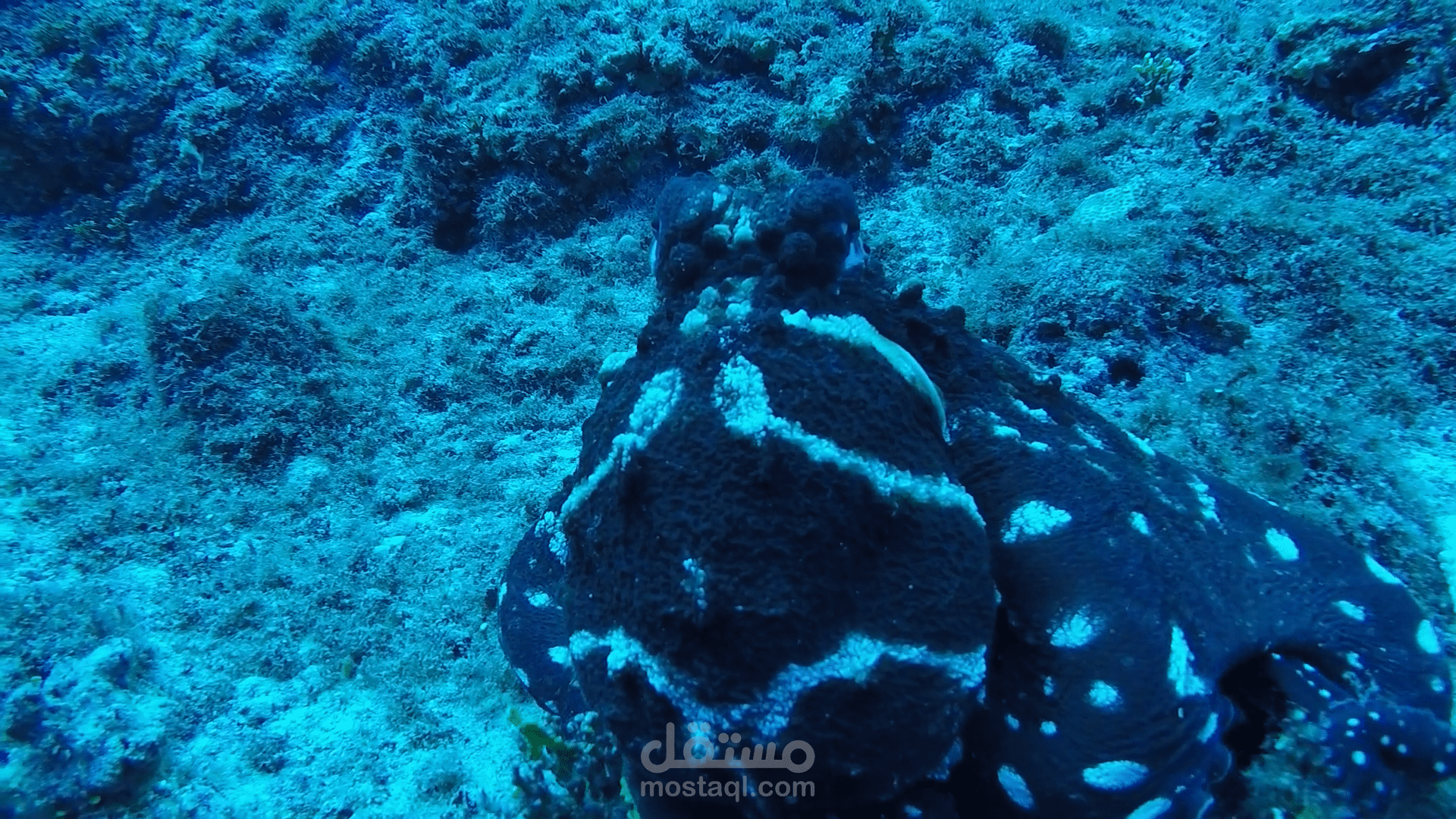 فيديو وثائقي لـ أسرار وغرائب من قلب الطبيعة