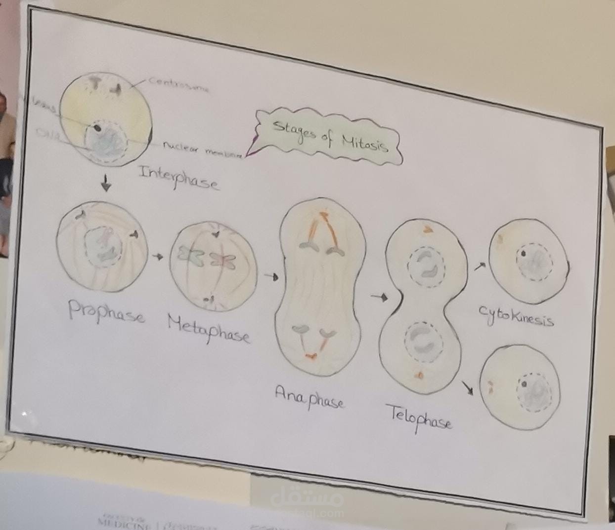 رسم يدوي لانقسام الخليه لاني طالبه طب