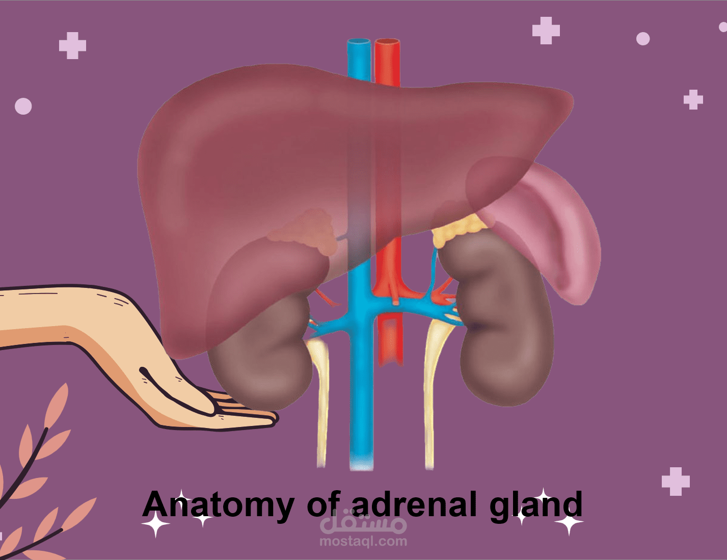 عرض تقديمي طبي شامل: مقاربة تشخيص وعلاج كتل الغدة الكظرية (Approach to Adrenal Masses)