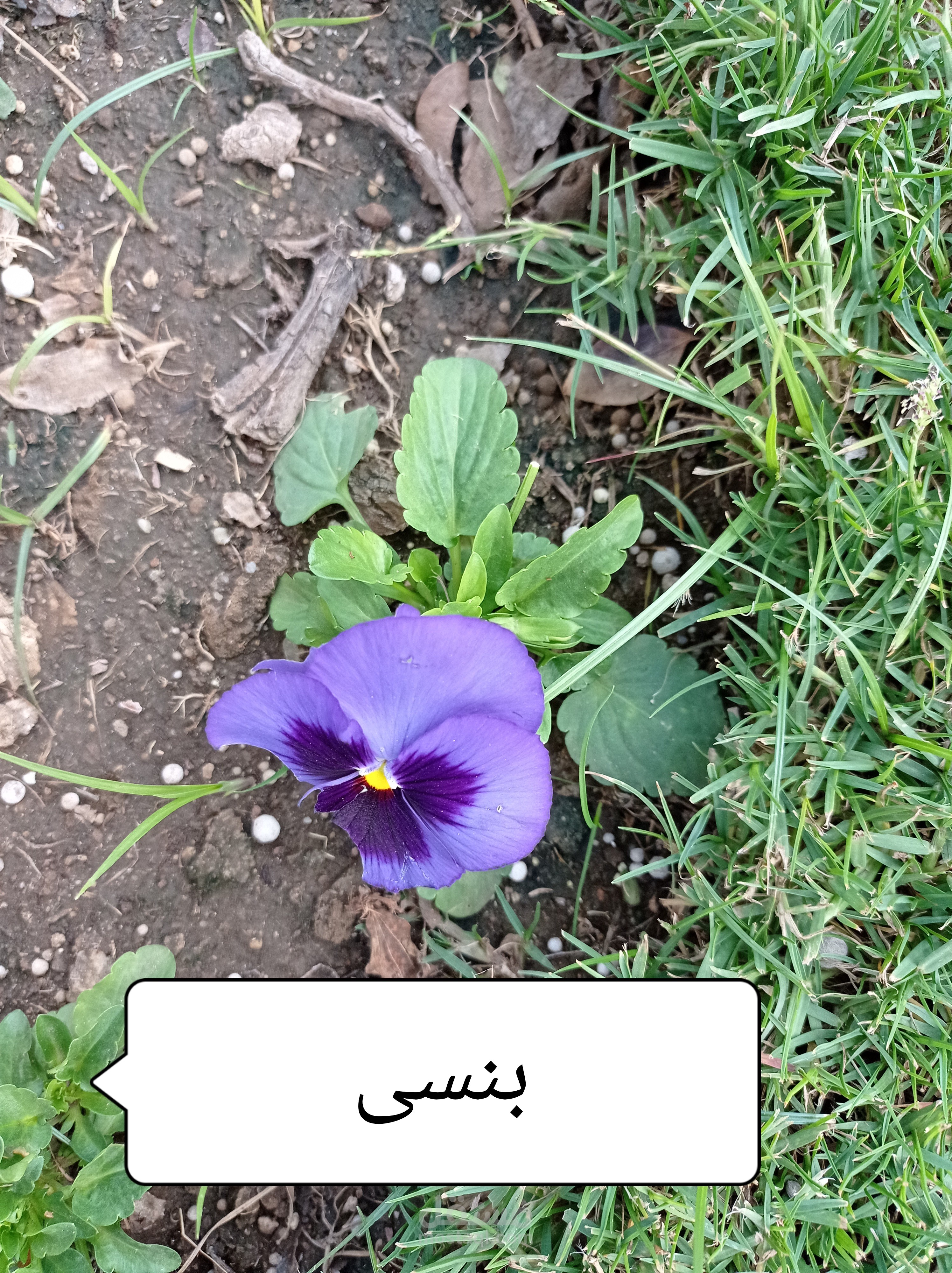 PDF مجمع نباتات الزينة