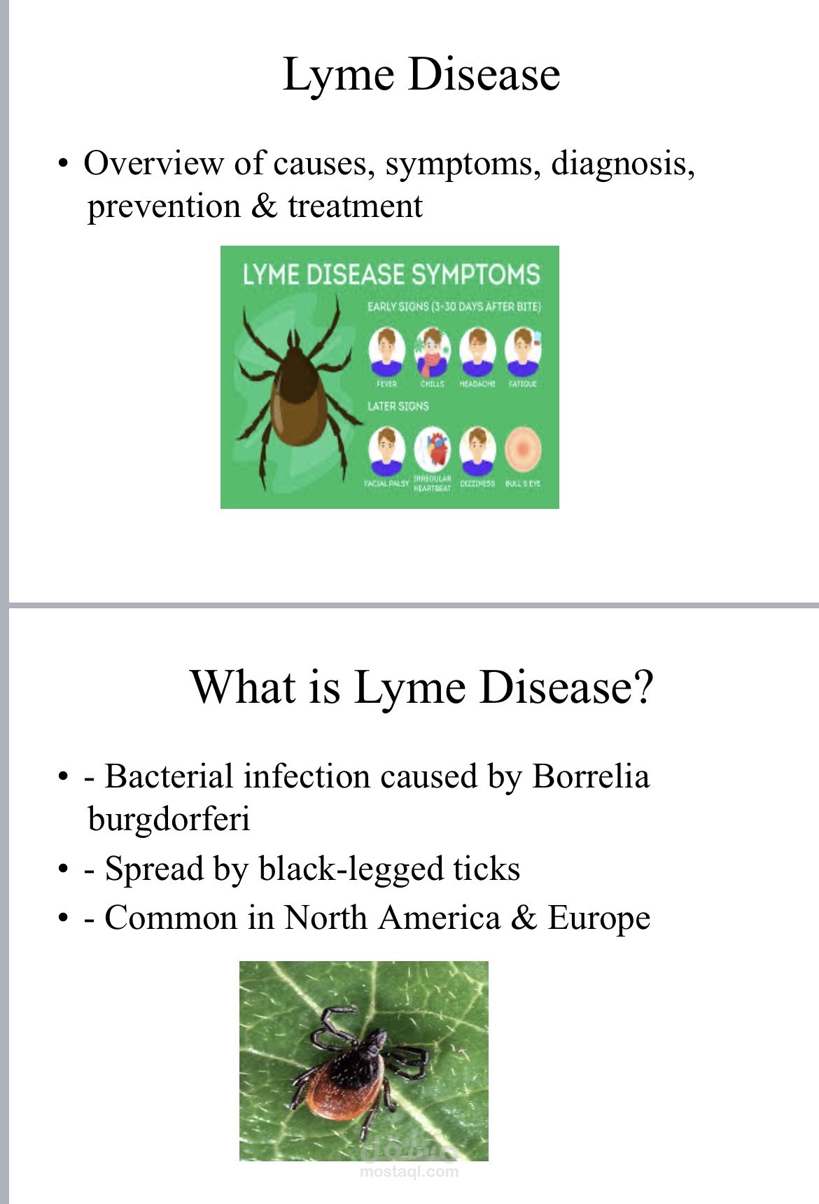 تصميم عرض تقديمي احترافي حول مرضLyme Disease