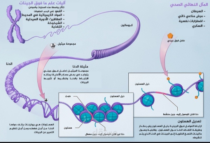 Understanding Epigenetics: Beyond the DNA Sequence