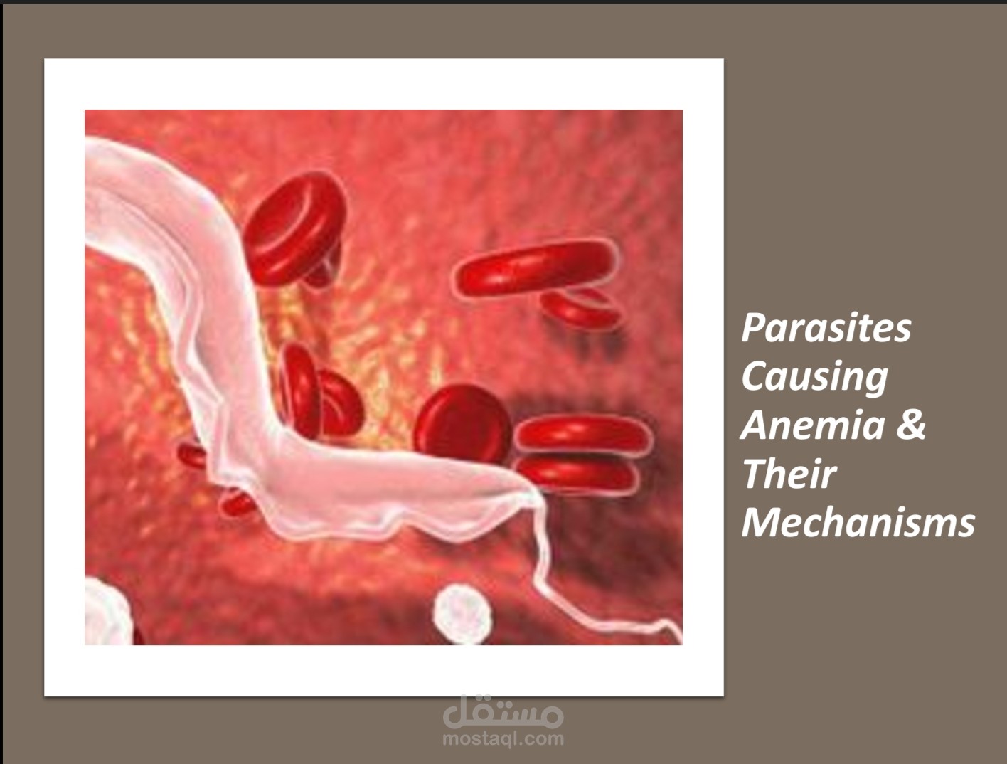 Parasite causing anemia