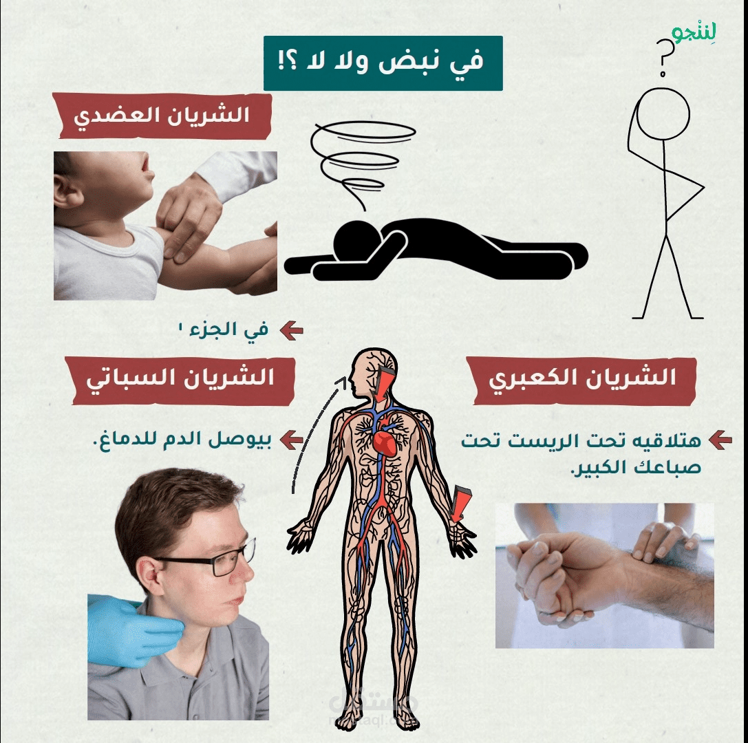 تصميم وايت بورد عن كيفية قياس النبض ؟!