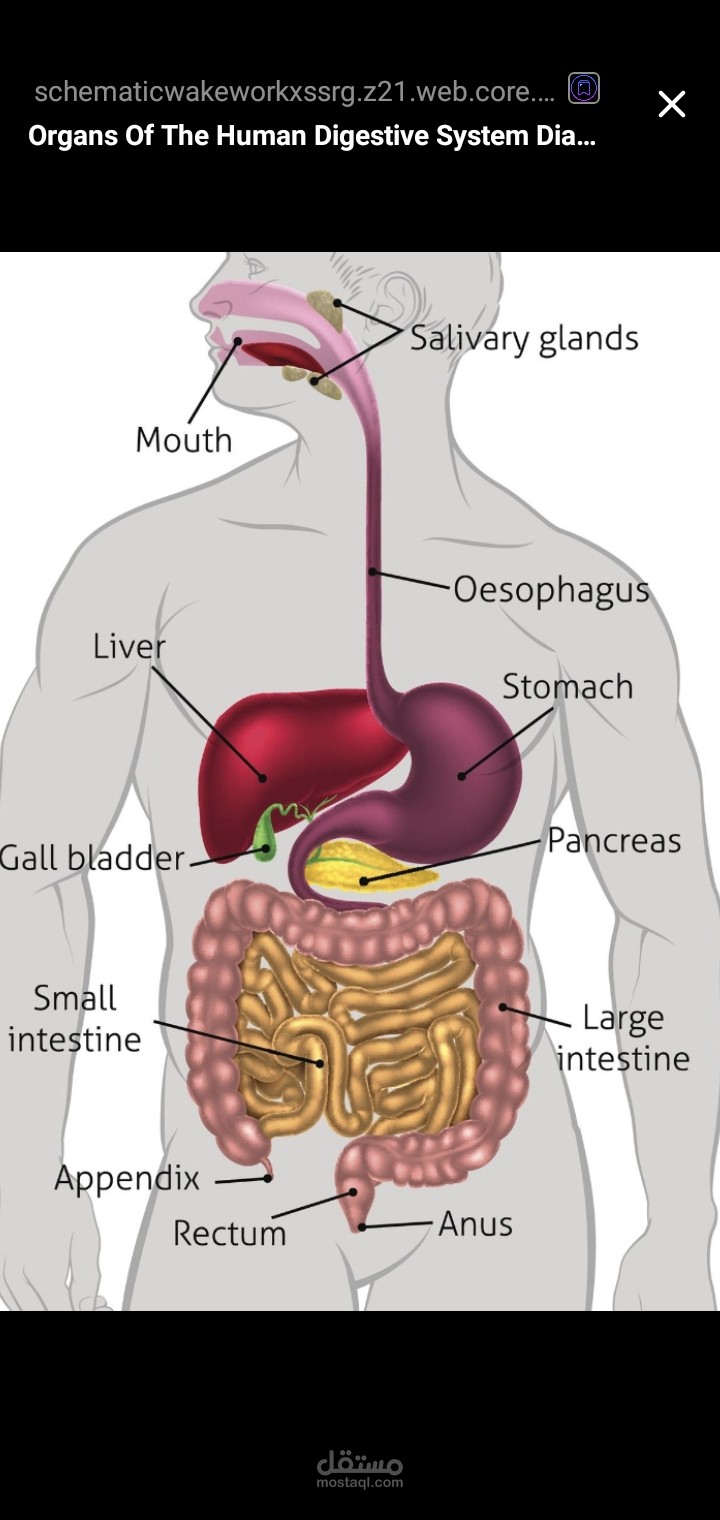 جسم الانسان" The human body "