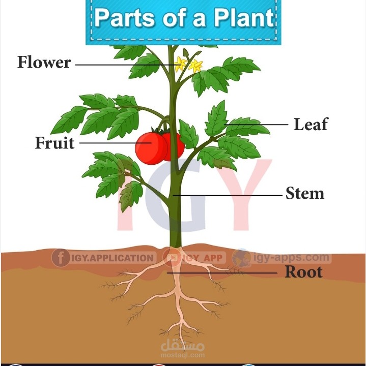 النباتات "plants"