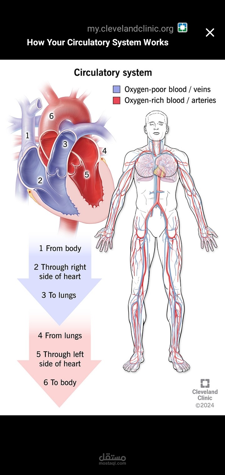 الجهاز الدوري في جسم الانسان "The circulatory system in the human body"