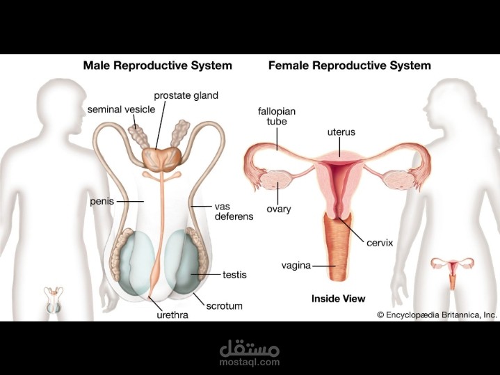 “Human Reproduction”