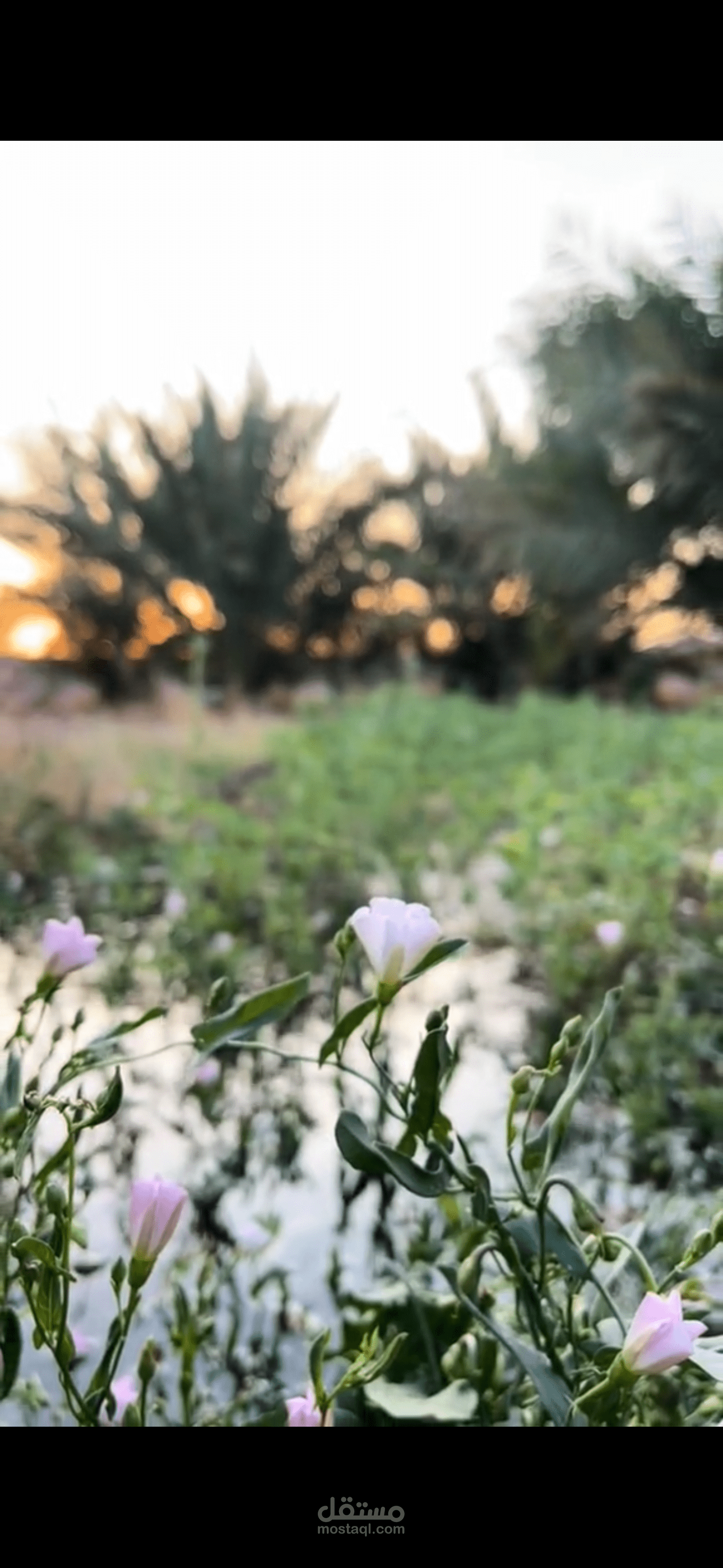 ميني فلوق بسيط لمزرعة