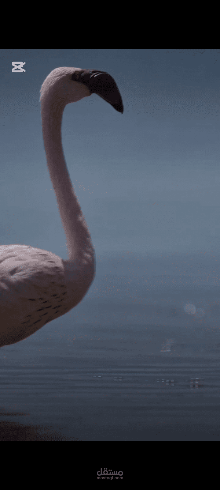 Documentary about Flamingo