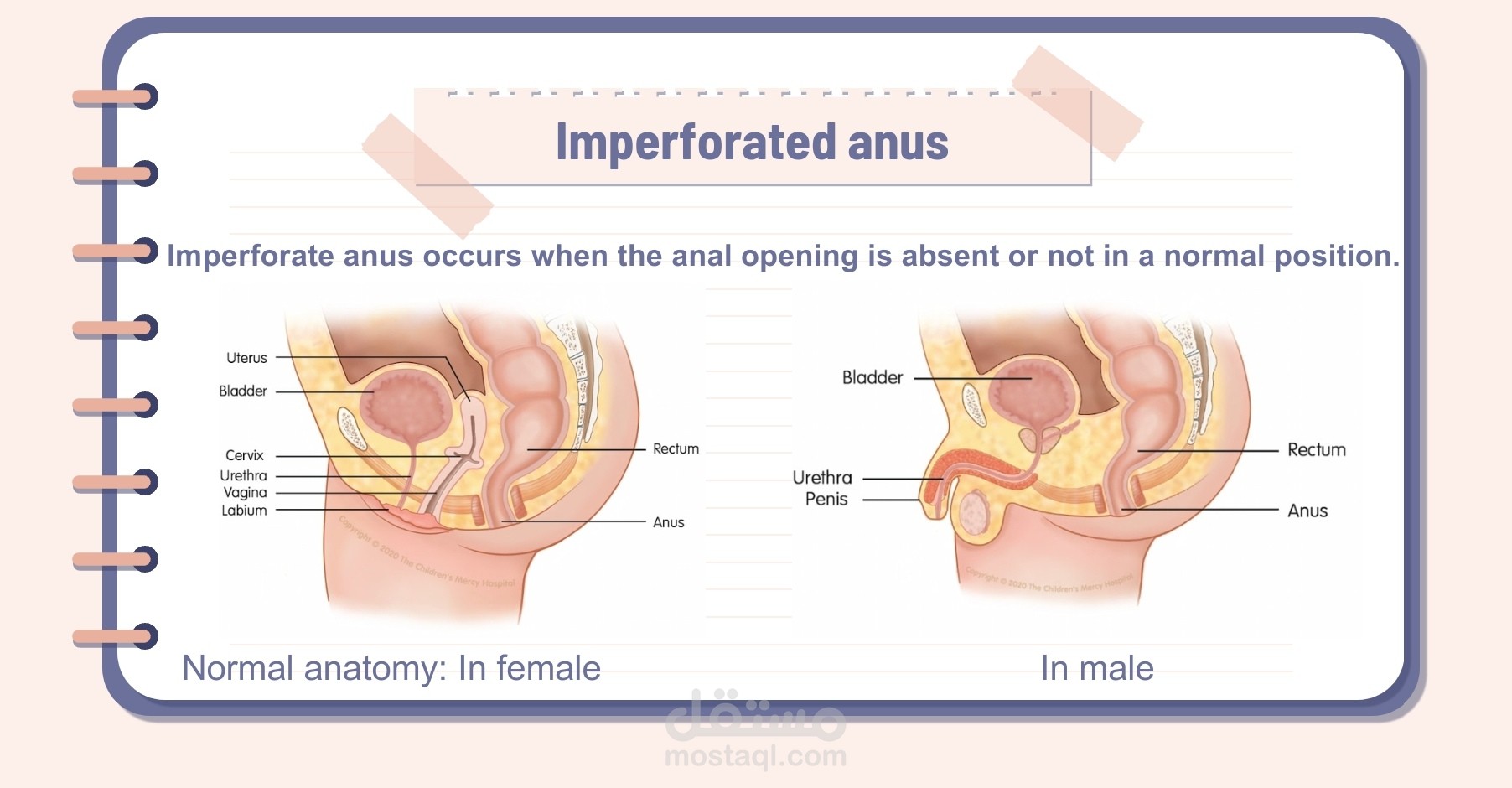 تصميم عروض تقديميه إحترافيه للمجال الطبي والأكاديمي