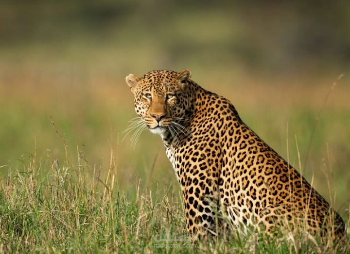 بحث شامل عن النمر