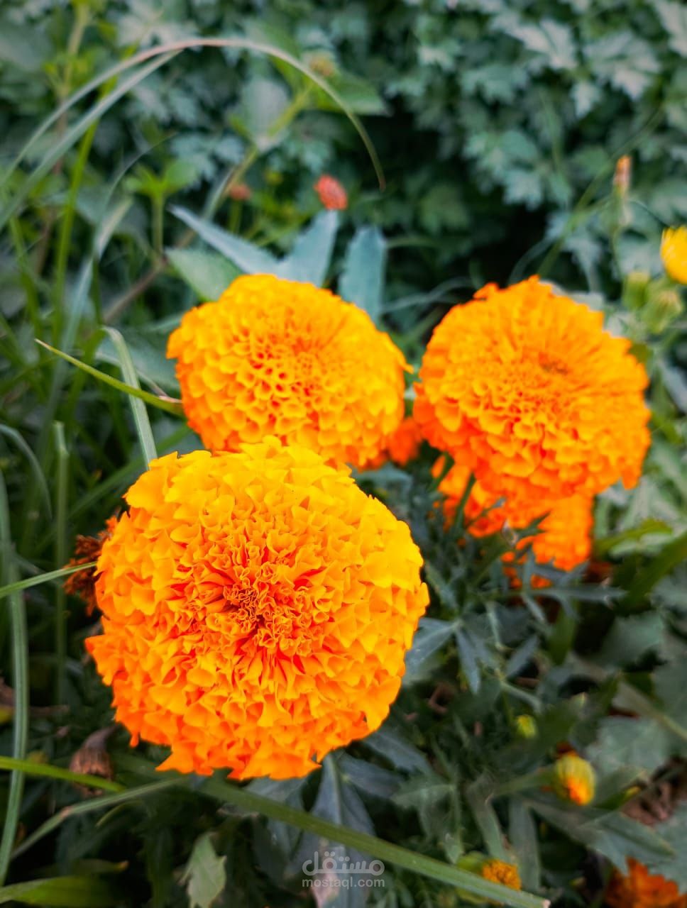 صورة من فندق stegin Berger الأقصر